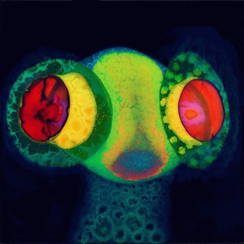 Thee Oh Sees : Earthling